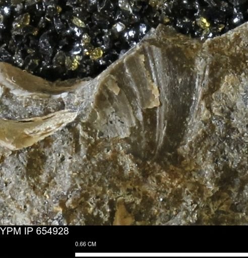 Mollusca