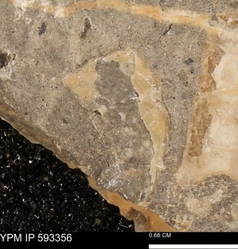 undet. Mollusca