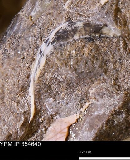Pseudoptera subtortuosa