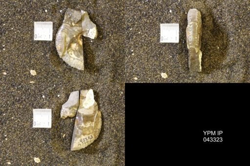 Hoploscaphites comprimus