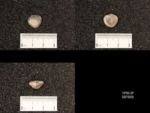 Atrypa concinna