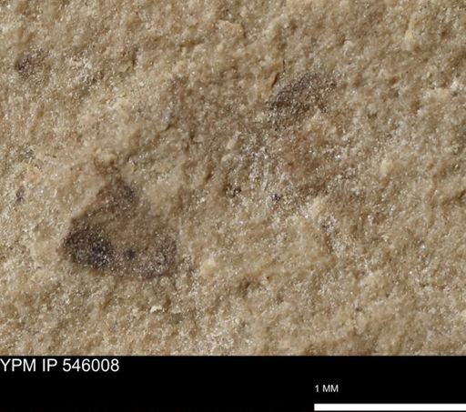 taxon undetermined