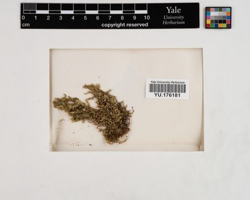 Plantae