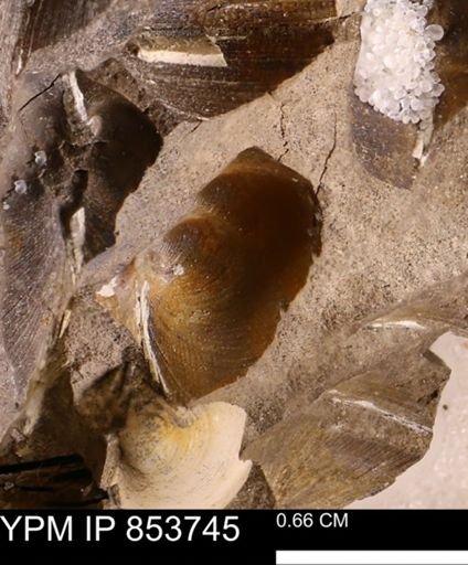 Limopsis striatopunctatus