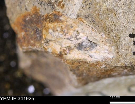 undet. Scaphitidae