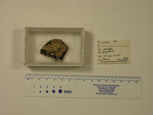 Archaeohyrax suniensis
