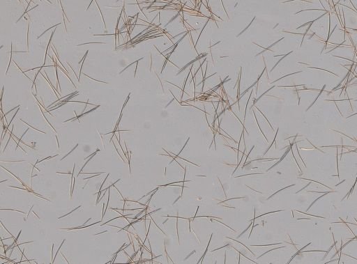 Halichondria panicea