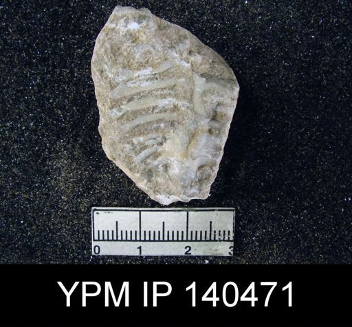 Lyttonia (Leptodus) tenuis