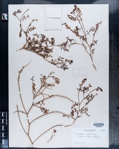 Astragalus