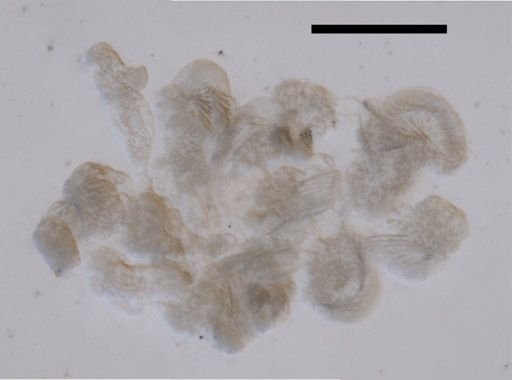 Chuniphyes multidentata
