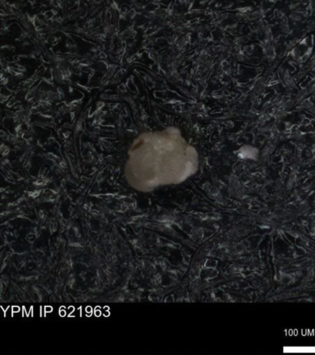 undet. Foraminiferida