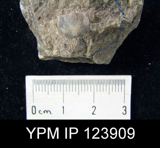 undet. Brachiopoda