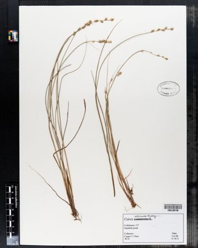 Carex echinata