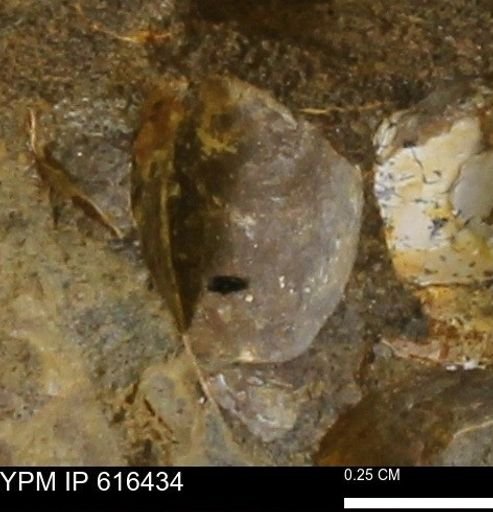 Protocardia subquadrata