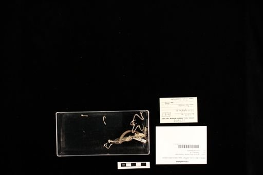 Leiocephalus