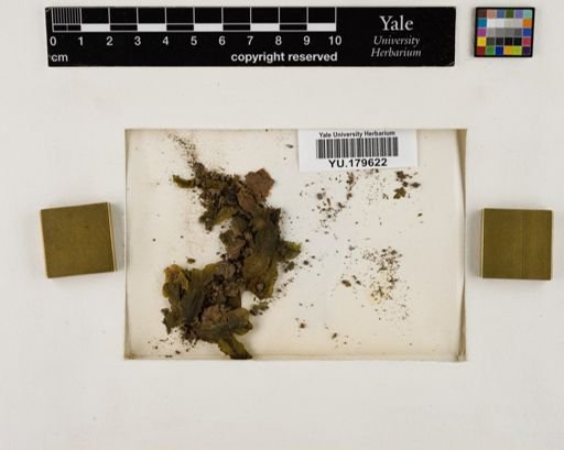 Plantae