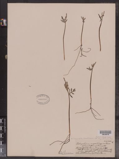 Botrychium lanceolatum