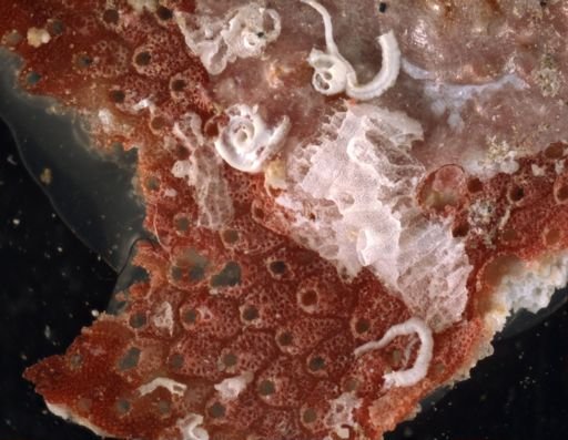 Bryozoa