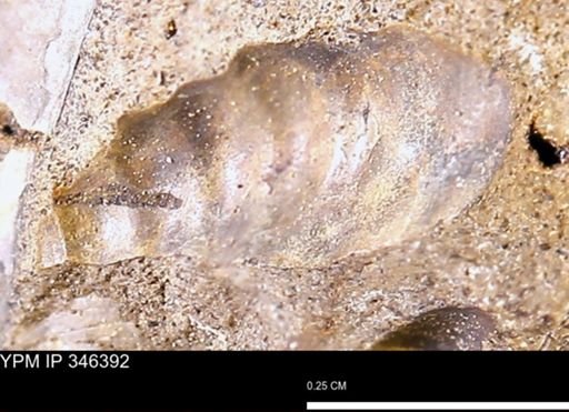undet. Mollusca