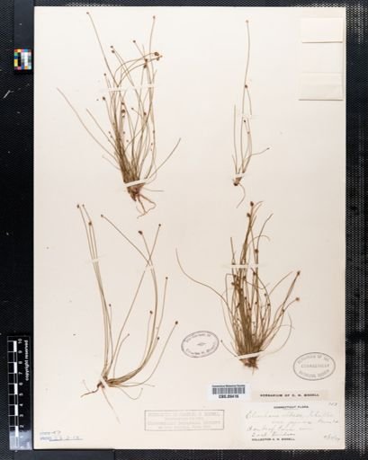 Eleocharis obtusa
