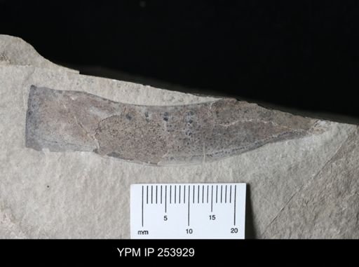 Eurypterida