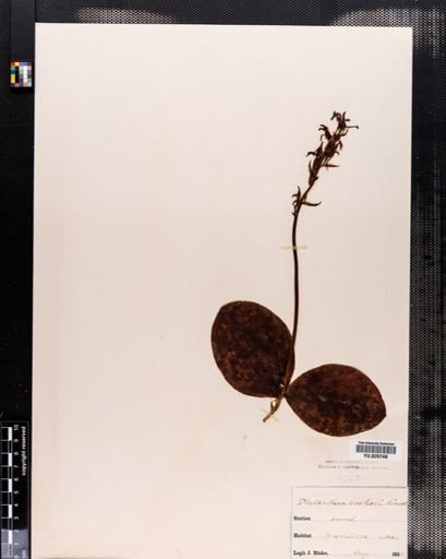 Habenaria