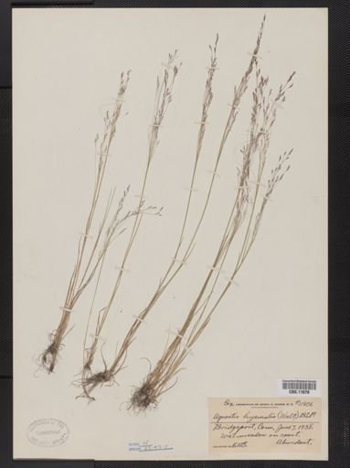Agrostis hyemalis