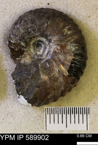 Hoploscaphites comprimus