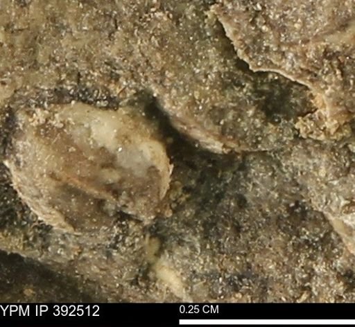 Protocardia subquadrata