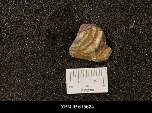undet. Scaphitidae