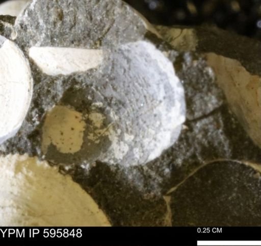 Protocardia sp.