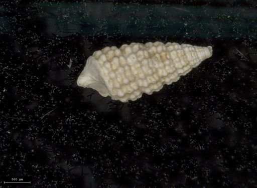 Cerithiopsis greenii