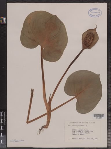 Calla palustris