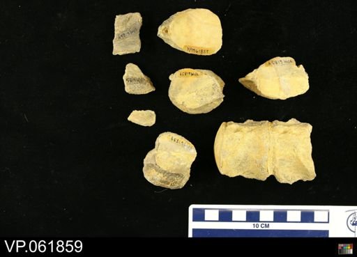 undet. Mosasauridae