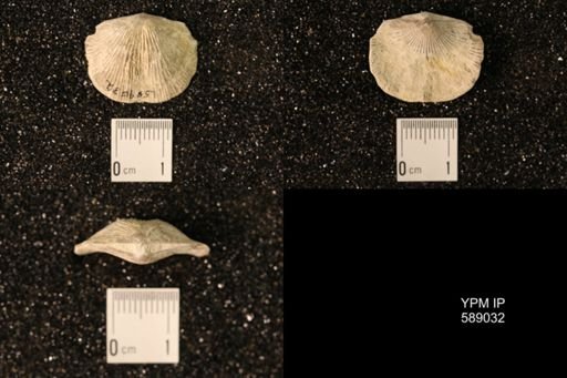 Dinorthis subquadrata