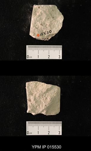 Probnis speciosa
