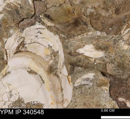 Ostrea glabra