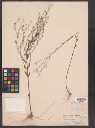 Linum medium