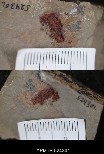 undet. Asterozoa