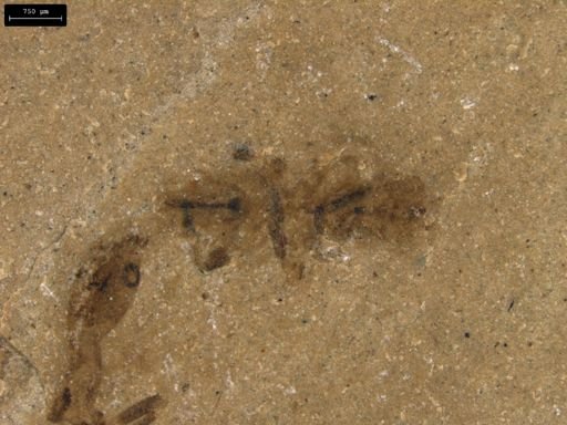 Hymenoptera?