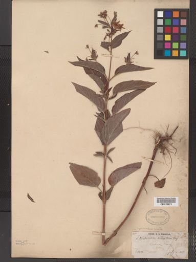 Plantae