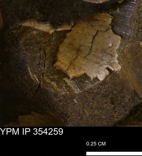 undet. Bivalvia