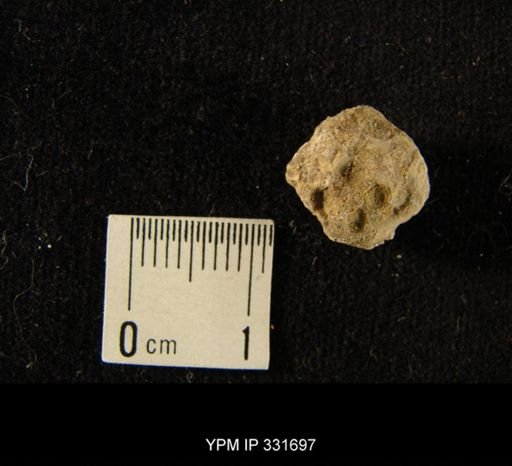 undet. Anthozoa