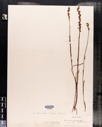 Spiranthes vernalis