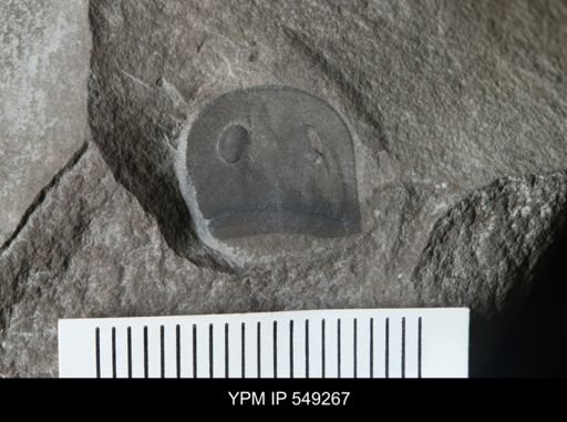 Eurypterus