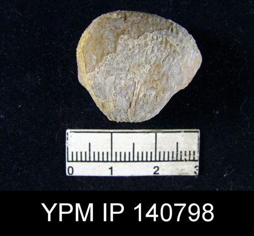 Productus (Waagenoconcha) abichi