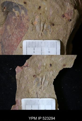 undet. Trilobita