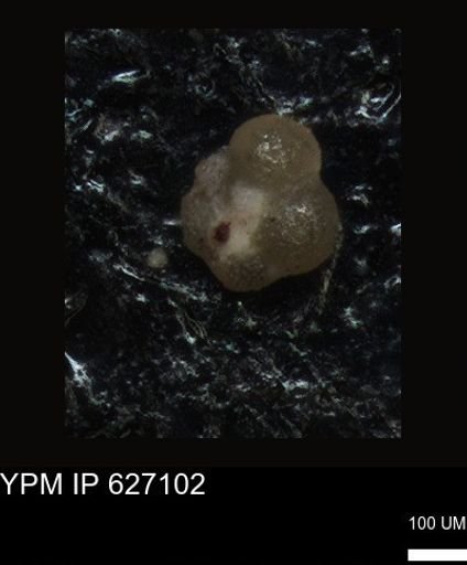 undet. Foraminiferida