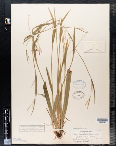 Carex laxiflora