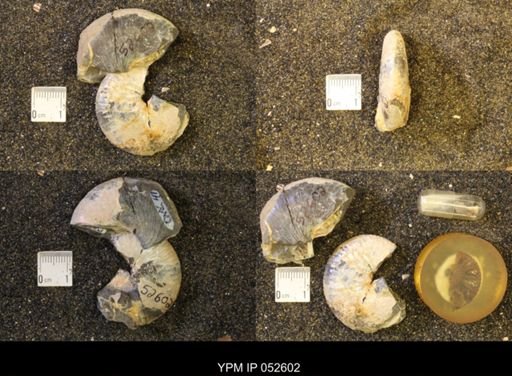 Hoploscaphites comprimus